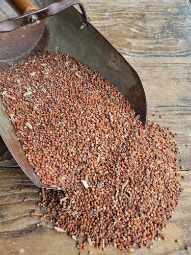 Miniatura 2 de Ernst Grain & Livestock Milo, sorgo rojo, sin OMG, perfecto para cultivadores de hongos, 25 libras