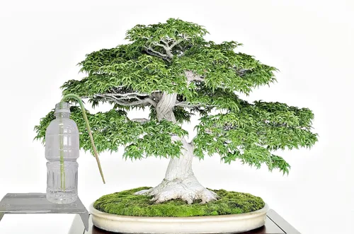 Miniatura 6 de Richson Barra de riego automático DB, herramienta de riego automático de dos semanas para árboles bonsái, 4 unidades/paquete