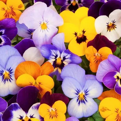 Miniatura 2 de 1000 semillas de viola tricolor (pensamiento), flores brillantes y de fácil germinación para camas de jardín, macetas de patio y paisajismo