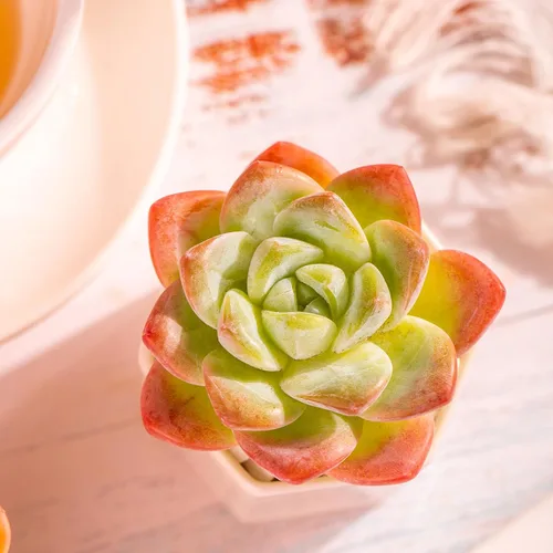 Miniatura 3 de Echeveria - Plantas suculentas vivas raras de color verde hielo, planta viva rosa de 1 cabeza de 3.5 pulgadas, paquete sin maceta y tierra