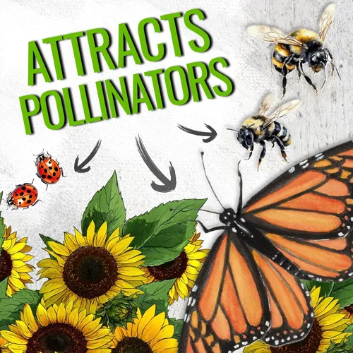 Miniatura 5 de Seed Needs Semillas de girasol para plantar girasoles de manchas solares enanas, semillas de flores de corte anual de polinización abierta