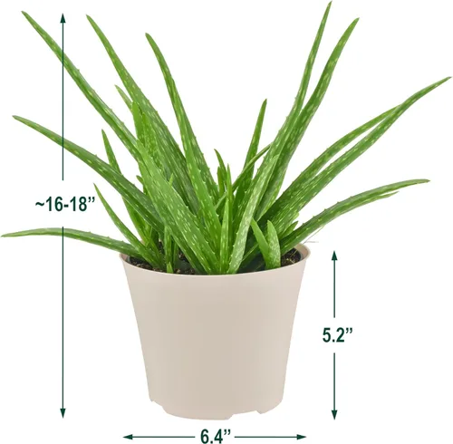 Miniatura 5 de Arcadia Garden Products Planta de interior viva suculenta de aloe vera fácil de interior en maceta de plástico, planta ornamental purificadora