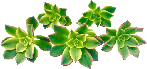 Miniatura 16 de Tallos de Suculentas Vivas (3 Sedum Morganianum Colas de Burro), Plantas Suculentas Vivas, Planta Suculenta SIN Raíces, Plantas de Casa Vivas