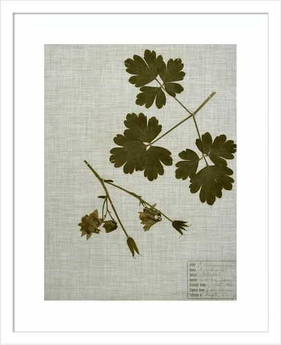 Miniatura 11 de Amanti Art Vision Studio - Lienzo decorativo para pared, 36 x 30 pulgadas, hojas prensadas en lino I por Vision Studio, arte de pared de naturaleza