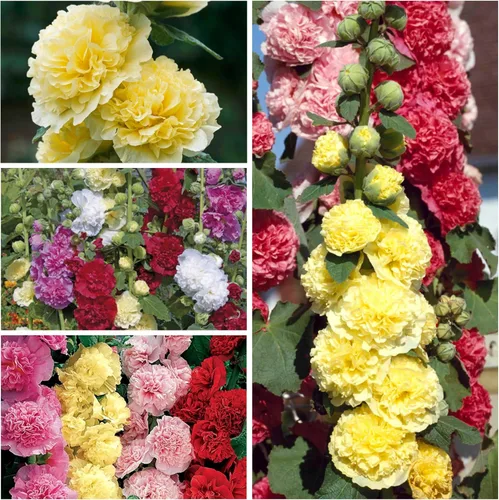Miniatura 2 de Seed Needs Hollyhock Seeds - Carnaval mixto Más de 1,000 semillas de flores tradicionales Alcea rosea Mezcla bienal de flores silvestres que