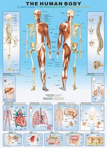 Miniatura 3 de EuroGraphics Rompecabezas de cuerpo humano (1000 piezas)