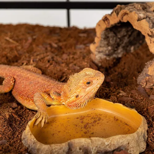 Miniatura 7 de REPTIZOO - Plato de comida para reptiles, terrario, cuenco de agua, cuenco de alimentación para reptiles y mascotas anfibios