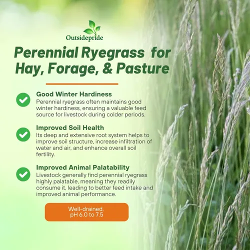 Miniatura 3 de Outsidepride Semillas de riegrass perenne, 50 libras, resistentes y de crecimiento rápido, cubren semillas de cultivo para plantar hojas de hierba