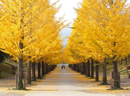 5 árboles de ginkgo – Plantas vivas de 6 a 12 pulgadas de alto – árboles de culantina Gingko/Ginko – Ginkgo biloba – (paquete de 5)