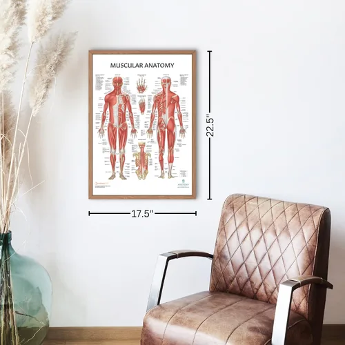 Miniatura 3 de Anatomy Lab Tabla anatómica del sistema muscular, laminado, 17.3 x 22.5 pulgadas, diagrama de los músculos, carteles médicos, póster del sistema