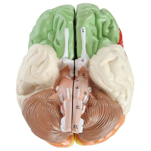 Miniatura 7 de Axis Scientific cerebro humano con regiones rotuladas, tamaño real. Incluye manual colorido del producto (idioma español no garantizado), base