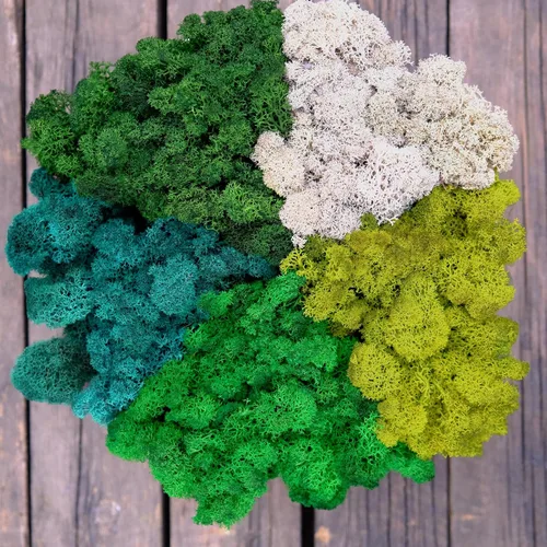 Miniatura 24 de Musgo de Reno Preservado Verde Natural Kit de Bricolaje Arte de Jardinería Decoración de Pared Decoración de Floristería Decoración de Mesa