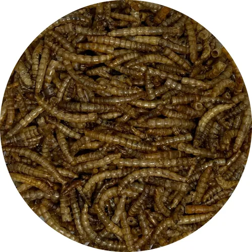 Miniatura 4 de Songbird Essentials Gusanos de harina secos para aves silvestres, gusanos de harina 100% naturales para pollos, pájaros azules, reptiles y patos