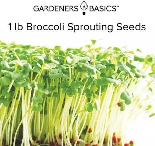 Miniatura 4 de Gardeners Basics, Kit de semillas de brócoli para germinación y microverdes sin OMG, bolsa de brotes resellables a granel de 1 libra