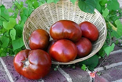 Más de 30 semillas de tomate Paul Robeson, reliquia sin OMG, bajas en ácido, indeterminadas, polinizadas abiertas, sabor rico, de Estados Unidos