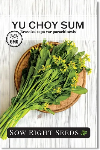 Sow Right Seeds - Semillas Yu Choy Sum para plantar - Variedad única de repollo chino - Vegetal asiático - Fácil de cultivar - Verdes tradicionales