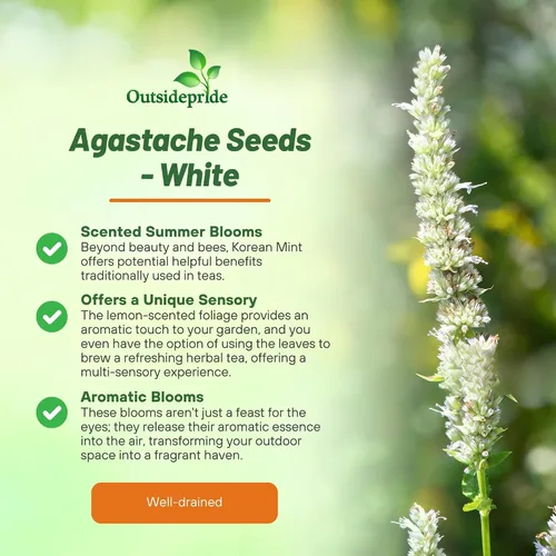 Miniatura 3 de Outsidepride Semillas de hisopo gigante blanco para plantar, 5000 piezas de semillas de jardín de hierbas perennes con flores fragantes atractivas
