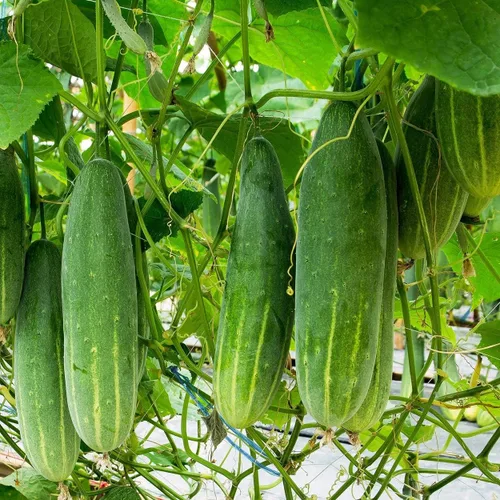 Miniatura 4 de Semillas de pepino orgánicas (Marketmore 76) – Aproximadamente 100 semillas – USDA Organic, sin OMG, polinizado abierto, reliquia, origen