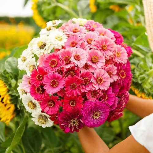 Miniatura 65 de Eden Brothers - Semillas de zinnia, cactus con flores, sin OMG, plantar en primavera, paquete, flores de bajo mantenimiento, zonas 3, 4, 5, 6, 7, 8