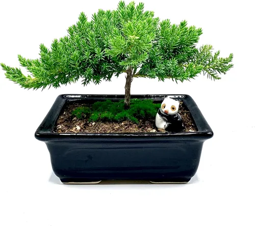 Árbol bonsái de enebro enano vivo de 4 a 5 años de edad con lindo panda de cerámica | Árbol bonsái de enebro o jade | Interior / exterior | 100%
