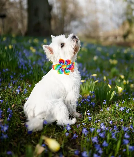 Miniatura 5 de DOGWONG Cotton Pride - Collar de perro LGBTQ de arcoíris, collar para cachorros, para perros pequeños, medianos y grandes Z: Arco iris