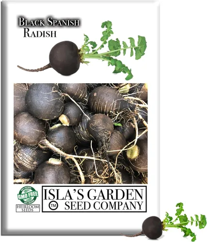 Semillas de rábano "Black Spanish Round" para plantar, más de 150 semillas de reliquia por paquete, semillas de jardín de Isla (semillas de jardín