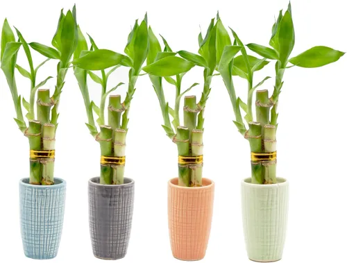 Miniatura 6 de Arreglo de bambú de la suerte de 3 tallos en mini jarrón de cerámica de color, cerámica colorida, plantas de interior, Feng Shui, planta
