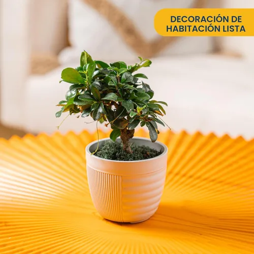 Miniatura 2 de Costa Farms - Árbol Bonsái en Miniatura, Planta Viva en Maceta Decorativa, Planta de Interior, Perfecta para Decoración del Hogar, Habitación u