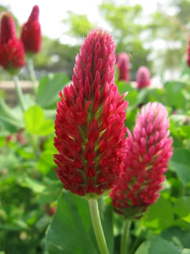 TomorrowSeeds - Crimson Clover Seeds - 1 Pound - for 2025 Planting USA Garden Flower Italian Blood Red Clovers Winter Annual Cover Crop Non-GMO