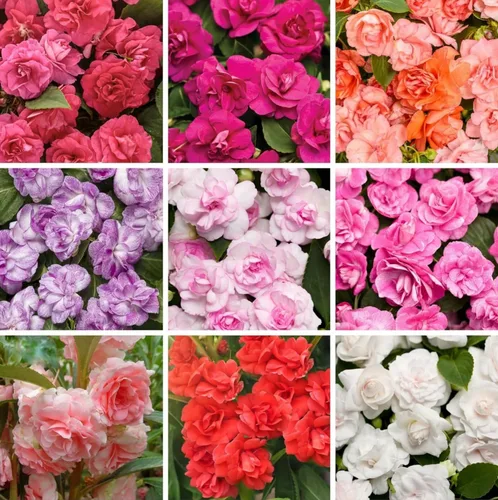 Miniatura 5 de Impatiens - 100 semillas de flores de bálsamo para plantar al aire libre, flores anuales de jardín vibrantes, floración rápida, ideal para camas