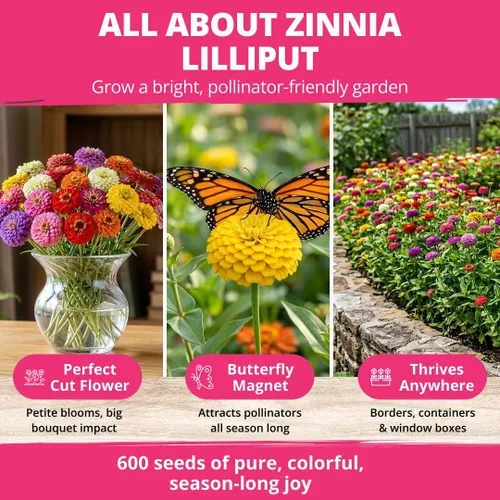 Miniatura 78 de HOME GROWN Semillas de girasol de cereza y chocolate, 150 semillas tradicionales sin OMG, girasoles burdeos para plantar, flores de jardín altas que