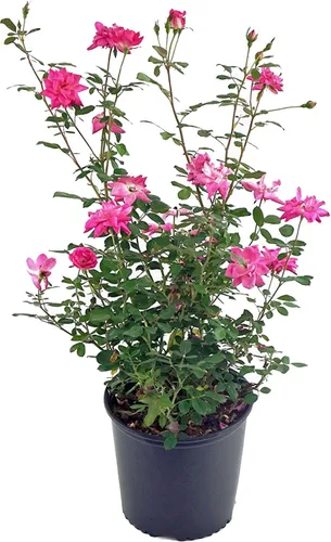 Miniatura 8 de Rosa 'Iceberg' (Rosa Floribunda) Rosa, flores blancas, contenedor tamaño #3