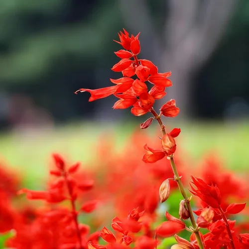 Miniatura 6 de 50 semillas de flores de salvia escarlata para plantar, semillas de Salvia raras perennes, semillas de agastache de arenisca Arizona sin OMG