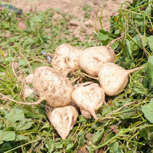 Miniatura 4 de 20 semillas de jícama, semillas de planta de jícama vegetal, semillas de jardín frescas de jícama, jardín al aire libre