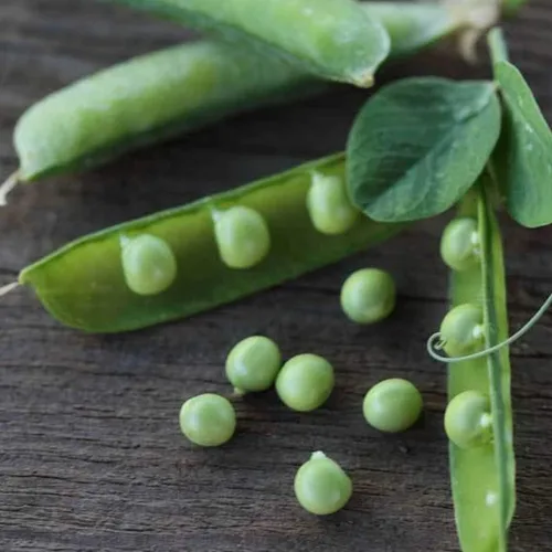 Semillas de guisantes de Alaska – 1/2 onza ~ 50 semillas – Semillas de jardinería de verduras sin OMG – Guisantes de jardín