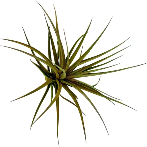 Miniatura 44 de ragnaroc Air Plants - Floración Tillandsia Bulbosa Belice, gigante de 7-9 pulgadas, 1 unidad, llegada en vivo garantizada, plantas