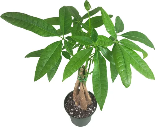 Miniatura 4 de Pachira Aquatica - Planta viva de árbol de dinero chino trenzado – Árbol bonsái vivo de 12 a 16 pulgadas de alto – Planta purificadora de aire