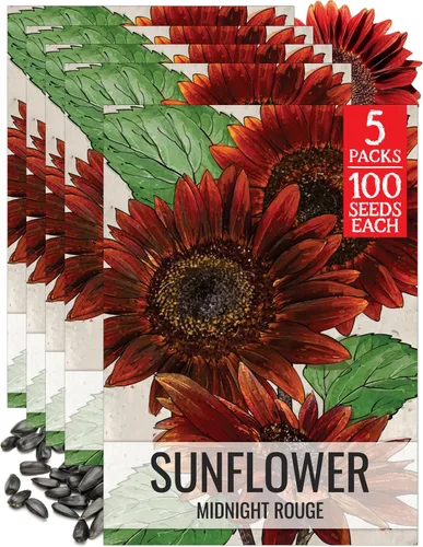 Miniatura 28 de Seed Needs Semillas de girasol para plantar girasoles de manchas solares enanas, semillas de flores de corte anual de polinización abierta