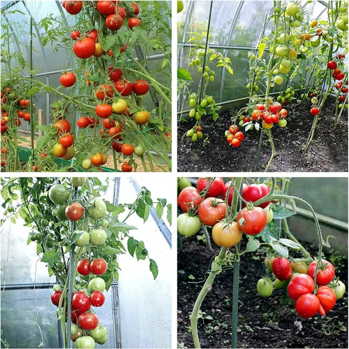 Miniatura 9 de Estacas de metal resistentes para plantas de jardín de 4 pies, varillas de acero recubierto de plástico, paquete de 25