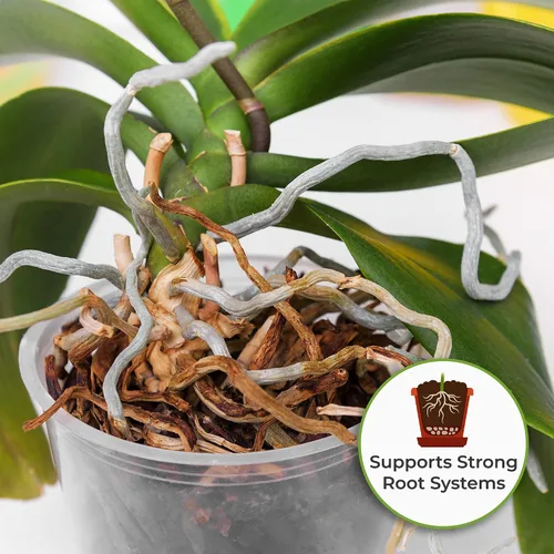 Miniatura 3 de Perfect Plants Fertilizante líquido para orquídeas de 8 oz. Alimento vegetal para todas las variedades epífitas Fomenta la repetición de auges