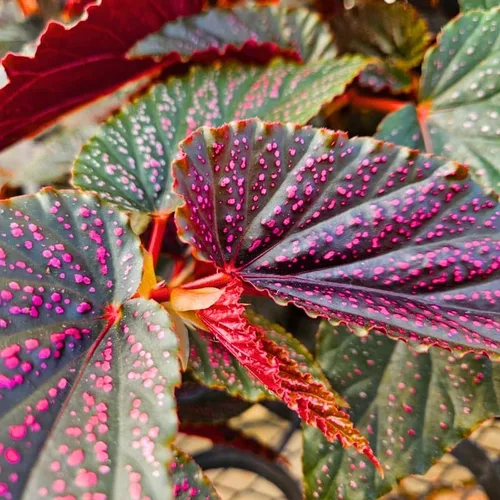 Miniatura 8 de Combo de 4 begonias plantas de interior vivas para interiores, planta viva de begonia maculata de ala de ángel, begonias de lunares para exteriores