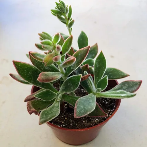 Miniatura 2 de Blissful Echeveria Alpen Glow 4" Pot Live Succulent Pink Purple Rosette Plant Easy 2 Grow, Perfect for Wedding, Party Favor and Succulent