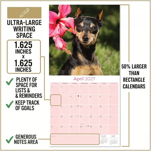 Miniatura 3 de Calendario 2025-2026 de Pinscher en miniatura - Calendario mural mensual de raza de perro - 12" x 24" abierto - Papel grueso sin sangrado - Regalo