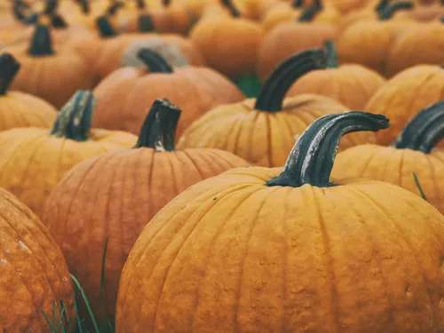 Miniatura 3 de Park Seed Capitán Jack - Semillas de calabaza híbridas – Variedad gigante en forma de barril alto para tallar, hornear y exhibiciones de otoño