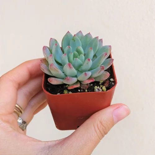 Miniatura 4 de Echeveria Sedeveria Blue Elf 2 pulgadas Suculenta saludable Echeveria Live Easy Care planta interior de casa, totalmente arraigada en tamaños