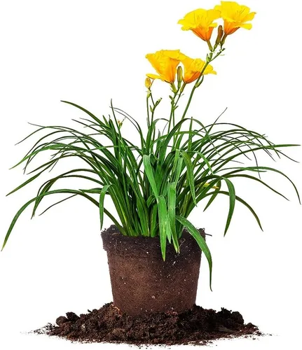 Stella DE'ORO Daylily - Tamaño: 1 galón, planta viva, incluye fertilizante de mezcla especial y guía de plantación