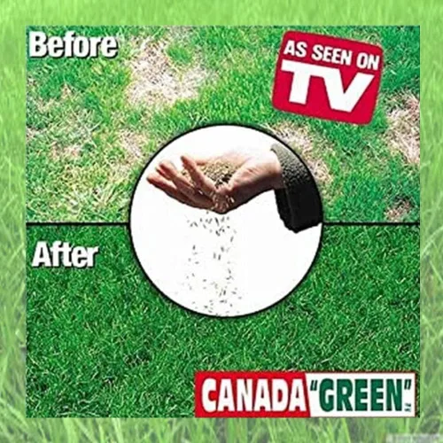 Miniatura 4 de Canada Green Semillas de césped - Crece hierba verde rica y saludable, plantas de semillas de césped, patio, jardín, bolsa de 2 libras