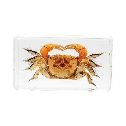 Miniatura 8 de Especímenes reales de insectos de escarabajo de cuernos largos en manualidades de pisapapapeles, colección de taxidermia de animales para educación