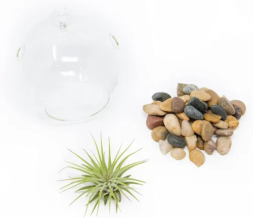 Miniatura 2 de Impresionante kit de terrario de planta de globo de fondo plano, pequeña planta de aire surtida, piedras beige en tarro de propagación, maceta