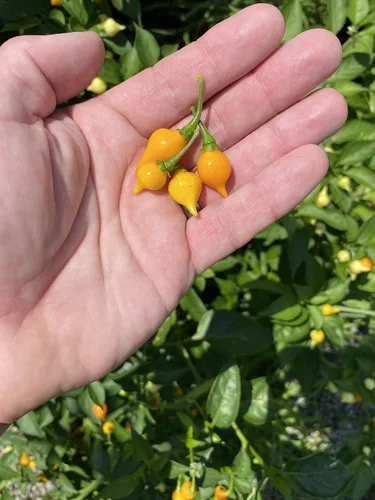 Miniatura 3 de Semillas de primera calidad para plantar semillas de pimienta biquinho chupetinho amarilla